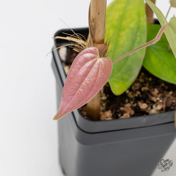 Dioscorea 'Pixel Pink' (wk51-H)