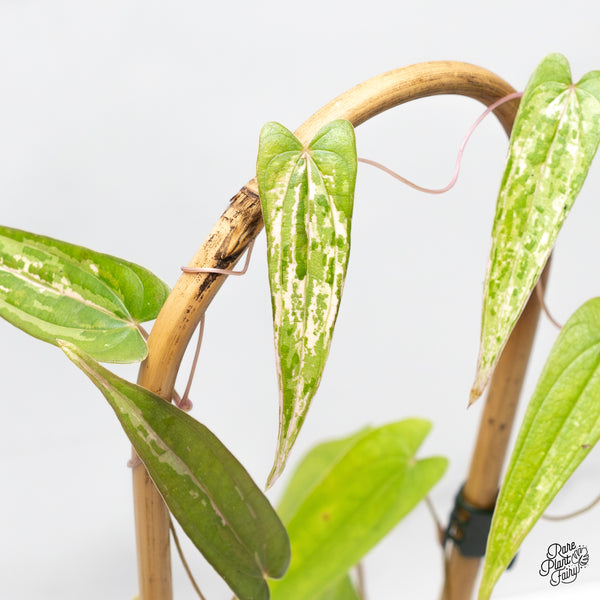 Dioscorea 'Pixel Pink' (wk51-H)