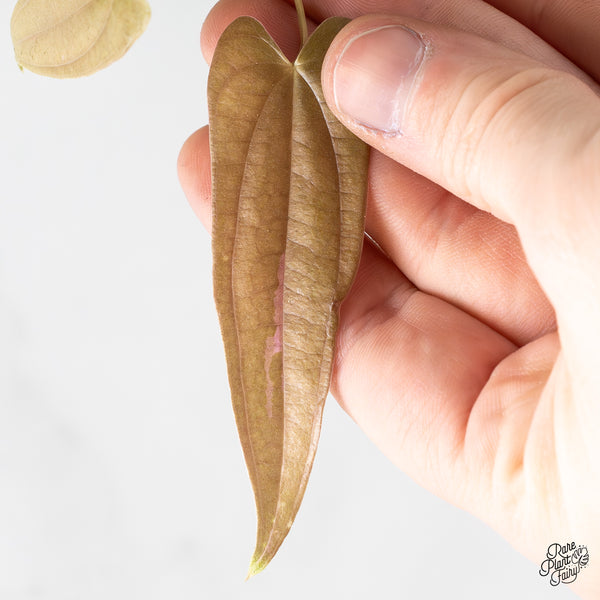 Dioscorea 'Pixel Pink' (wk51-H)