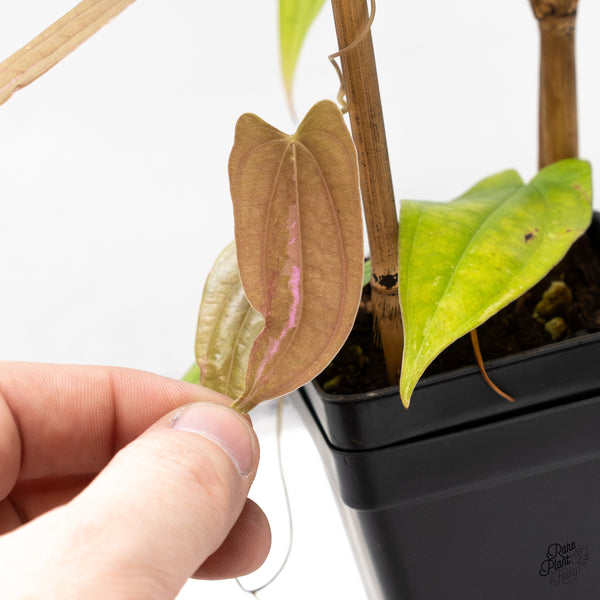 Dioscorea 'Pixel Pink' (wk51-H)