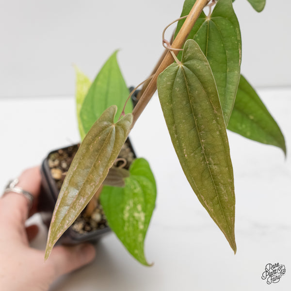 Dioscorea 'Pixel Pink' (wk5-H)