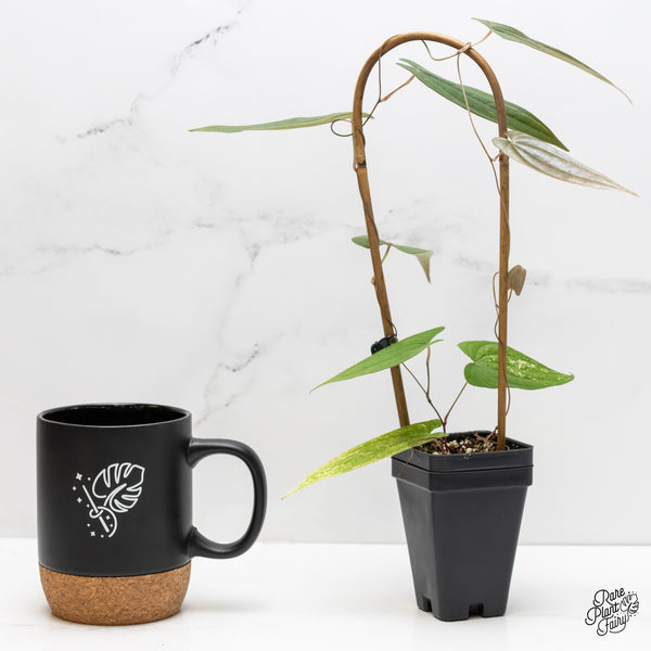 Dioscorea 'Pixel Pink' (wk5-H)