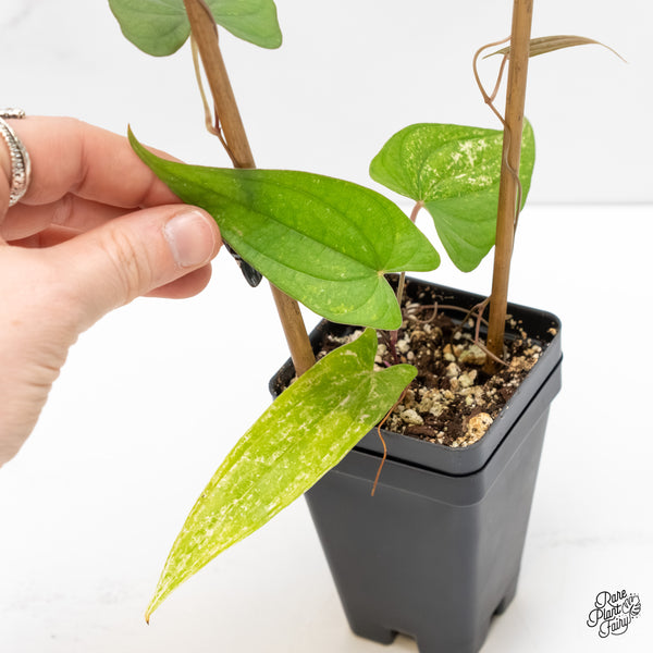 Dioscorea 'Pixel Pink' (wk5-H)