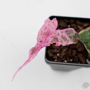 Dioscorea 'Satun Pink' (wk44-L416)