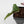 Dioscorea 'Satun Pink' (wk44-L416)