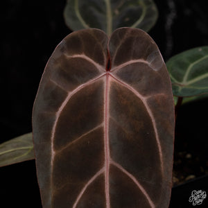 Anthurium Red Velvet Cake '24' x Dark and Handsome '9' by DocBlock® *Grower's choice*