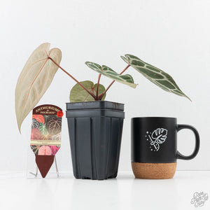 Anthurium Crystal Red '12' x Michelle '1' by DocBlock® (wk25-L)