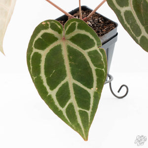 Anthurium Crystal Red '12' x Michelle '1' by DocBlock® (wk25-L)