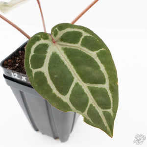 Anthurium Crystal Red '12' x Michelle '1' by DocBlock® (wk25-L)