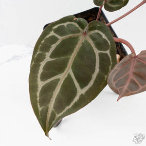 Anthurium Crystal Red '12' x Michelle '1' by DocBlock (wk40-L321)