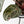 Anthurium Crystal Red '12' x Michelle '1' by DocBlock (wk40-L321)
