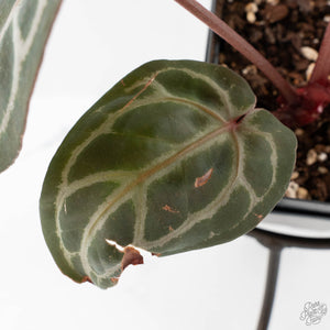 Anthurium Crystal Red '12' x Michelle '1' by DocBlock (wk40-L321)