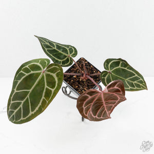 Anthurium Crystal Red '12' x Zara '14' by DocBlock® (wk17-V)