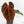 Anthurium Crystal Red '12' x Zara '14' by DocBlock® (wk17-V)