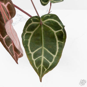 Anthurium Crystal Red '12' x Zara '14' by DocBlock® (wk17-V)