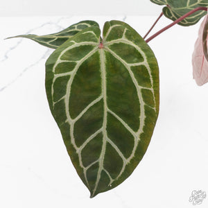 Anthurium Crystal Red '12' x Zara '14' by DocBlock® (wk17-V)