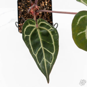 Anthurium Crystal Red '12' x Zara '14' by DocBlock® (wk17-V)