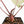 Anthurium Crystal Red '12' x Zara '14' by DocBlock® (wk17-V)