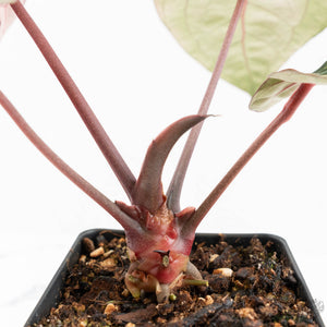 Anthurium Crystal Red '12' x Zara '14' by DocBlock® (wk17-V)