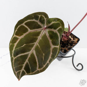 Anthurium Crystal Red '12' x Zara '14' by DocBlock® - With Offsets (wk28-K)