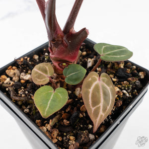 Anthurium Crystal Red '12' x Zara '14' by DocBlock® - With Offsets (wk28-K)