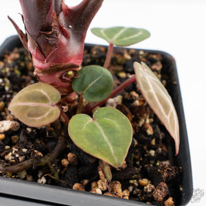 Anthurium Crystal Red '12' x Zara '14' by DocBlock® - With Offsets (wk28-K)