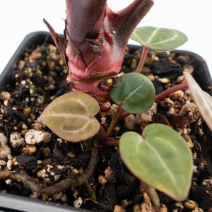 Anthurium Crystal Red '12' x Zara '14' by DocBlock® - With Offsets (wk28-K)