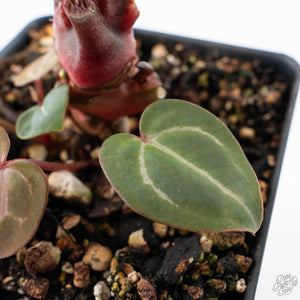 Anthurium Crystal Red '12' x Zara '14' by DocBlock® - With Offsets (wk28-K)