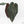 Anthurium Dark and Handsome '9' x Dark and Handsome '9' by DocBlock® (wk17-G)