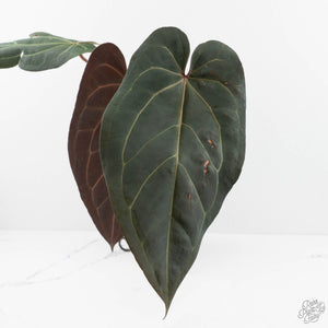 Anthurium Dark and Handsome '9' x Dark and Handsome '9' by DocBlock® (wk17-G)