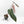 Anthurium Dark and Handsome '9' x Dark and Handsome '9' by DocBlock® (wk17-G)