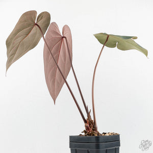 Anthurium Dark and Handsome '9' x Dark and Handsome '9' by DocBlock® (wk17-G)