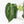 Anthurium DocBlock F2 x Carlablackiae by DocBlock® (wk18-UR) *Blister Variegated*