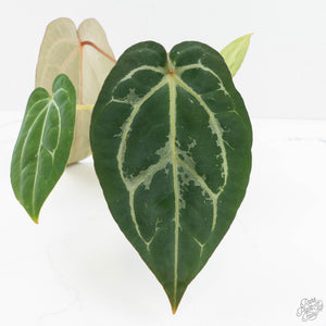 Anthurium DocBlock F2 x Carlablackiae by DocBlock® (wk18-UR) *Blister Variegated*