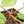 Anthurium DocBlock F2 x Carlablackiae by DocBlock® (wk18-UR) *Blister Variegated*