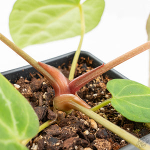 Anthurium DocBlock F2 x Carlablackiae by DocBlock® (wk18-UR) *Blister Variegated*