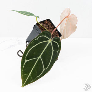 Anthurium DocBlock F2 x Carlablackiae  by DocBlock® (wk20-J)
