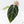 Anthurium DocBlock F2 x Carlablackiae  by DocBlock® (wk20-J)