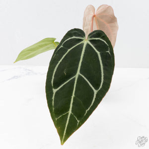 Anthurium DocBlock F2 x Carlablackiae  by DocBlock® (wk20-J)