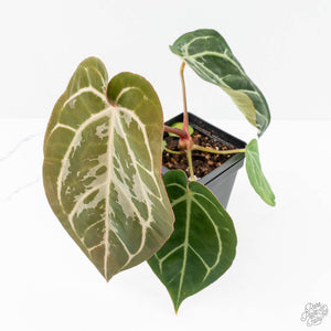 Anthurium DocBlock F2 x Carlablackiae by DocBlock® (wk25-UF) *Blister Variegated*