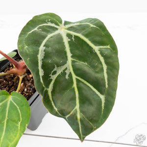 Anthurium DocBlock F2 x Carlablackiae by DocBlock® (wk25-UF) *Blister Variegated*
