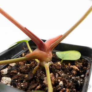 Anthurium DocBlock F2 x Carlablackiae by DocBlock® (wk25-UF) *Blister Variegated*