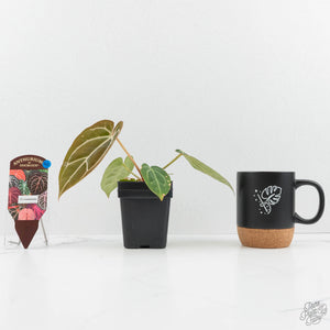 Anthurium DocBlock F2 x Carlablackiae  by DocBlock® (wk16-S)