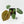 Anthurium DocBlock F2 x Carlablackiae  by DocBlock® (wk16-S)