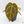 Anthurium DocBlock F2 x Carlablackiae  by DocBlock® (wk16-S)