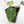 Anthurium DocBlock F2 x Carlablackiae  by DocBlock® (wk16-S)