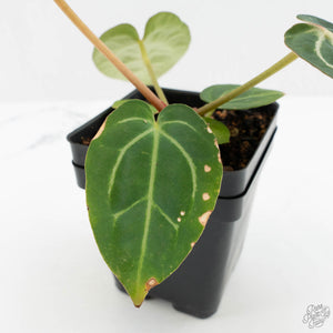 Anthurium DocBlock F2 x Carlablackiae  by DocBlock® (wk16-S)