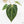Anthurium DocBlock F2 x Carlablackiae  by DocBlock® (wk16-S)