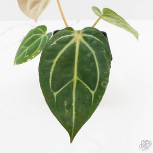 Anthurium DocBlock F2 x Carlablackiae  by DocBlock® (wk16-S)