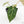 Anthurium DocBlock F2 x Carlablackiae  by DocBlock® (wk16-S)